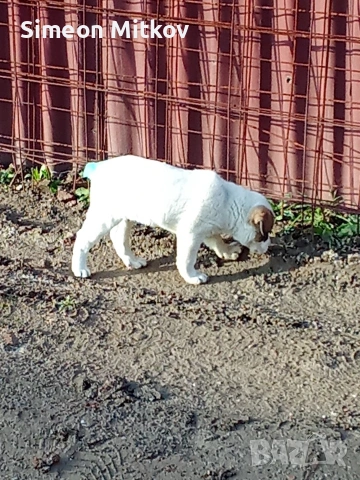 здравейте приятели продавам алабаѝ на 45 дена тел за контакт 0876891693