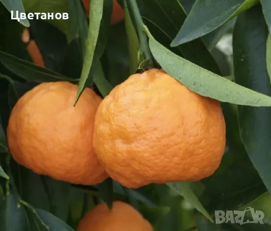 Мандарина Клементина, снимка 4 - Стайни растения - 49672942