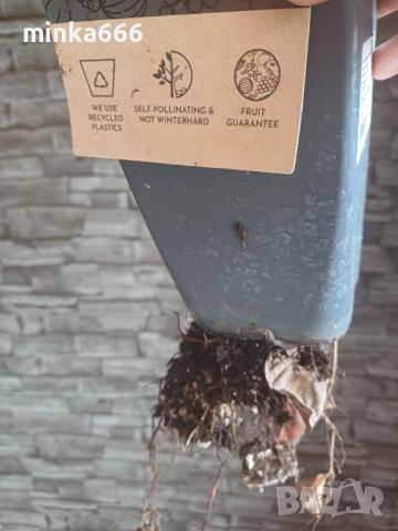 Авокадо което дава плод, снимка 3 - Стайни растения - 52182489