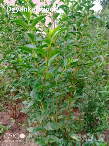 Зелен лигуструм на гол корен !, снимка 3 - Градински цветя и растения - 37320503