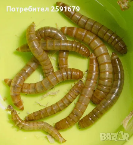 Брашнен червей, жив