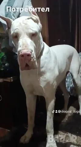 Немски дог, снимка 17 - Немски дог - 46530528