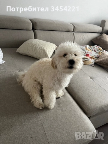 Мъжко Малтипу за разплод, снимка 2 - Търси партньор - 52452732