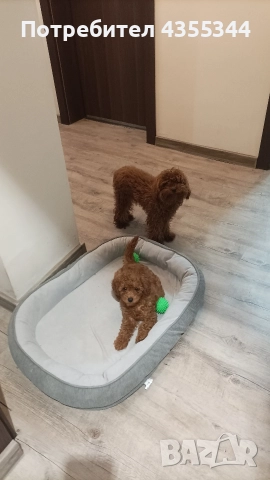 Мини пудел , снимка 4 - Пудели - 52718487