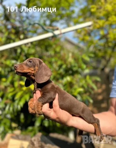 Шоко Дакели , снимка 7 - Дакели - 47450586