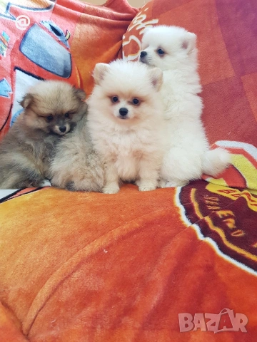 Померан померани свободни Гр. София, снимка 5 - Померан - 53483777