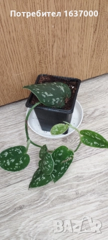 Сциндапсус Argyraeus , снимка 1