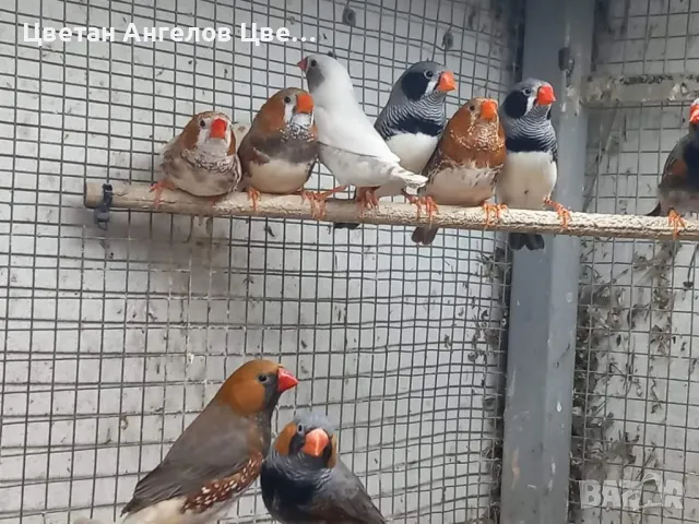 Продавам изложбени зеброви амадини , снимка 11 - Амадини - 46700240