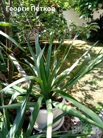 Юка/Столетник, снимка 7 - Градински цветя и растения - 51857643