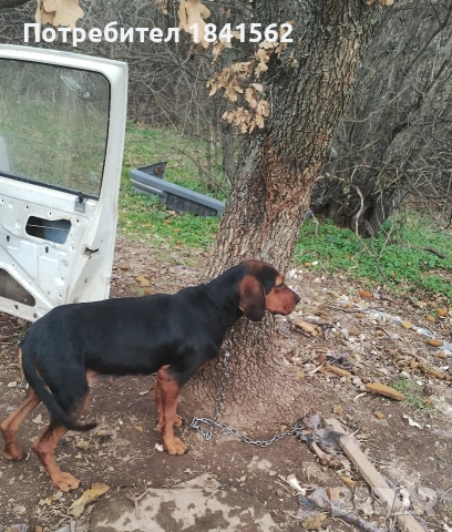 Продават се гончета , снимка 13 - Гонче - 53605190
