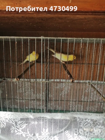 Канарчета -2025г., снимка 4 - Канари - 53387662