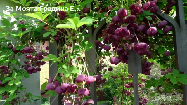 Акебия - Шоколадова лоза , снимка 2 - Градински цветя и растения - 49424925