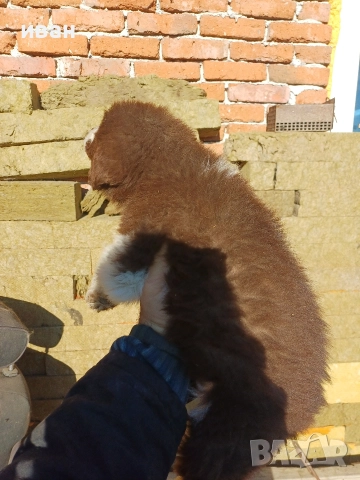 бок каракачанка , снимка 10 - Каракачанска овчарка - 52791726