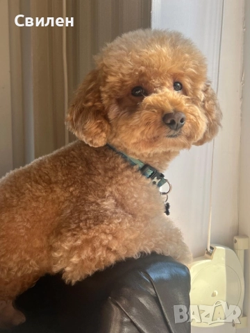 Мъжки Мини Пудел(За Разплод) на 4 г ,с родословие(Тест за генна чистота )Варна