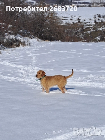 Барак на 3 г. Мъжко , снимка 2 - Гонче - 52795278