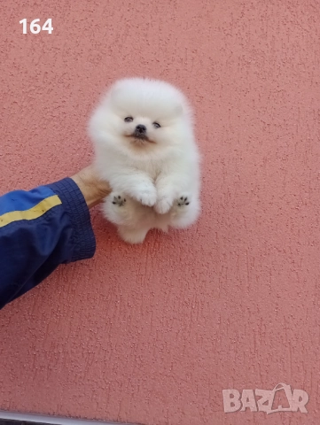 Мъжки Померани. Реални снимки ! 