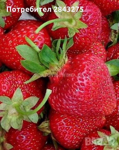 продавам расад ягоди и малини, снимка 6 - Разсади - 32538585