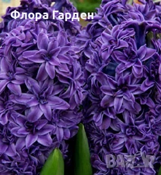 Луковици ЗЮМБЮЛИ, снимка 5 - Градински цветя и растения - 51033126