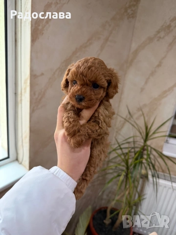 Той пудел момченце и момичета, снимка 4 - Пудели - 51889483