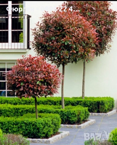 🌿 Фотиния (Photinia) – декоративна вечнозелена щамба, снимка 2 - Разсади - 53286869