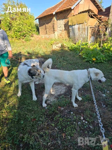 Алабай, снимка 8 - Алабай - 53130493