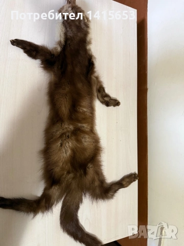 Продавам препарирана кожа белка, пор, снимка 5 - Други ценни предмети - 53075239