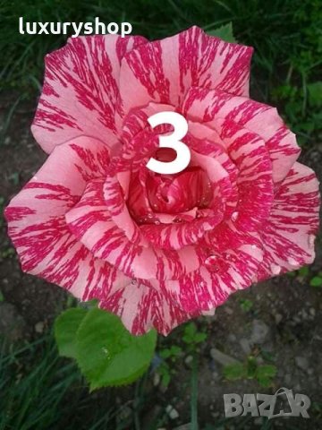 Корени готови за засаждане ” Черна Роза”, " Нефрит ", " Дъгова " внос Холандия, сертифицирани, снимка 10 - Градински цветя и растения - 32796152