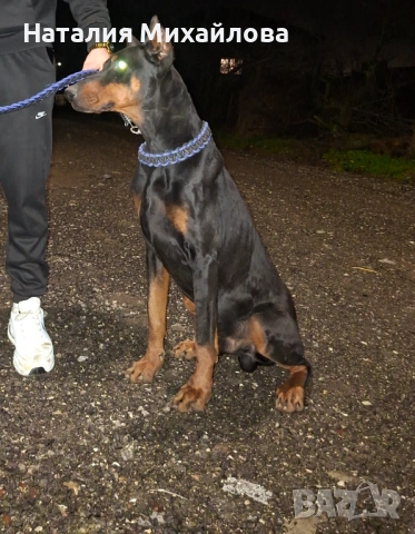 Продавам доберман