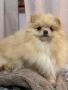 Померани , снимка 1