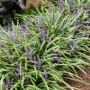 Лириопе Мускари, Liriope muscari 'Variegata', снимка 6