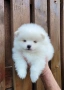 Померан-мини шпиц!!!, снимка 7