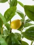 Лимон-95 см./дръвче лимон/изкуствено дръвче/, снимка 4