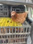 продавам кокошки носачки за яйца, снимка 1 - Кокошки и пуйки - 43003618