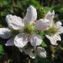   Къпина Блек Сатин -Rubus Fruticosus Black Satin, снимка 6