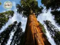 Нови Екзотични 15 семена от гигантска секвоя мамутово дърво sequoiadendron giganteum за декорация, снимка 4