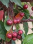 Декоративна червена ябълка Малус, снимка 5