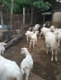 Продавам козлета, кози и овце, снимка 6