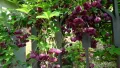 Акебия - Шоколадова лоза , снимка 2