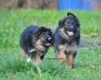 Мъжки немски овчарки с ДЪЛЪГ косъм , снимка 3