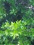Дафинов лист, лаврово дърво пресни листа за кулинарията, снимка 3