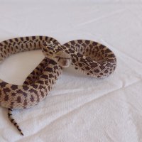Продавам Бул Снейк, Bull snake, , снимка 1 - Змии - 43442360