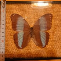 Пеперуда в рамка, снимка 2 - Картини - 43803782