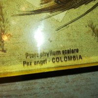colombia scalare-germany 0407211212, снимка 13 - Колекции - 33416122