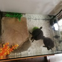 Двойка големи костенурки с оборудване, снимка 1 - Костенурки - 43210495