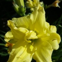 Хемерокалис , снимка 1 - Градински цветя и растения - 37162052