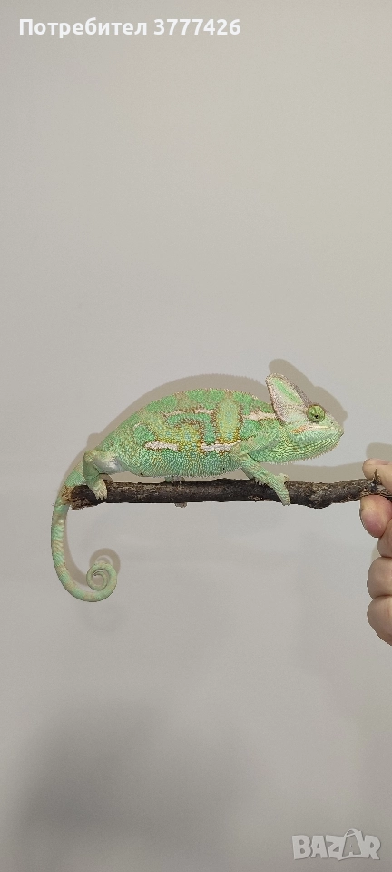 Йеменски Хамелеон / Chamaeleo calyptratus, снимка 1