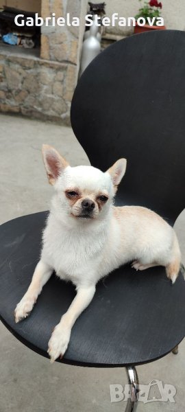 Мъжко Чихуахуа за разплод, снимка 1