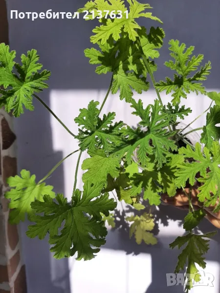 АРОМАТНО ИНДРИШЕ , снимка 1