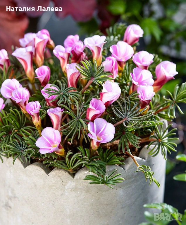 Оксалис, Oxalis VERSICOLOR Autumn pink, снимка 1