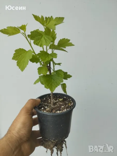 Касис в саксия, снимка 1